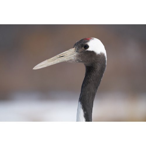 Sony FE 100-400mm f/4.5-5.6 GM OSS Lens (Renewed)